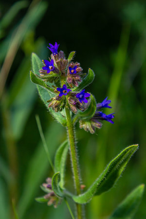 Anchusa officinalis, commonly known as the common bugloss or alkanet with green background.