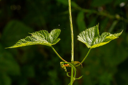hop leaves. Humulus. green leaves of a climbing plant. natural autumn background, leaves close up....