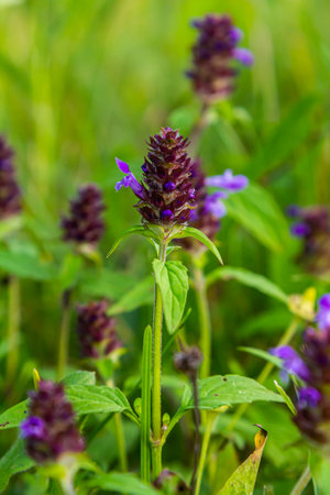 Prunella Vulgaris makro single natural flower, medicinal herbs nature background.の写真素材