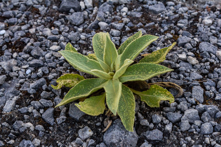 A hairy mullein plant. Latin name Verbascum thapsus. Close-up of fresh leaves of a mullein plant...