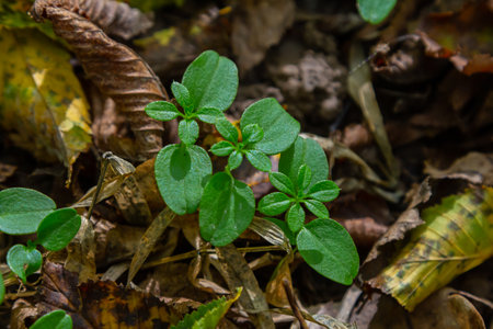 Hornbeam Carpinus betulus tree sprouts germinated in the wild in the forest from seed.