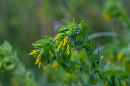 In spring, Cerinthe minor grows in the wild, field weed in the grass.