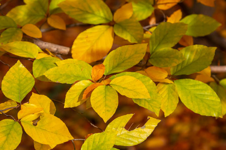 Autumn colored beech leaves on a gray background in a forest. Autumn nature.