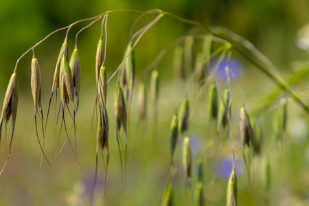 Stem, leaf and hanging ears of wild oats. Grasses.