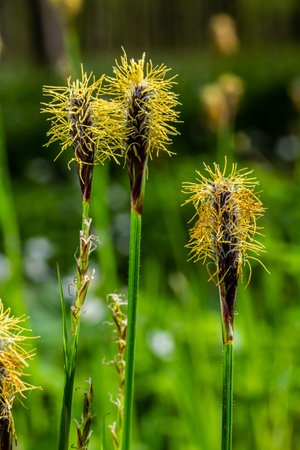 Sedge hairy blossoming in the nature in the spring.Carex pilosa. Cyperaceae Family.の写真素材