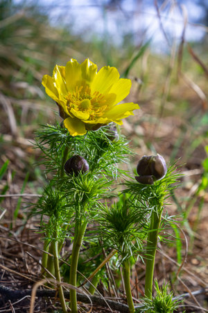 Pheasant's eye, or yellow pheasant's eye Adonis vernalis blooming in spring steppe.