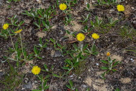 Flowering Hieracium pilosella on a meadow.の写真素材