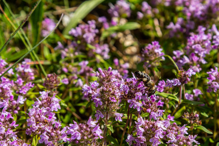 Blossoming fragrant Thymus serpyllum, Breckland wild thyme, creeping thyme, or elfin thyme close-up,...