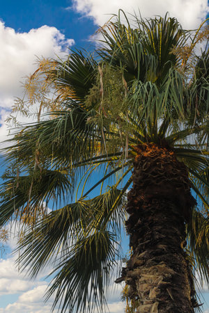 Lush palm tree stretches towards the clear blue sky in Albania, its fronds illuminated by bright...