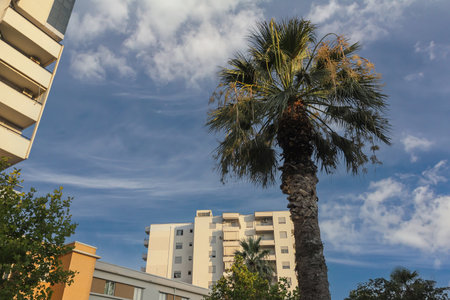 A tall palm tree reaches towards the blue sky, surrounded by modern apartment buildings in Albania. The peaceful afternoon light creates a serene atmosphere.の写真素材