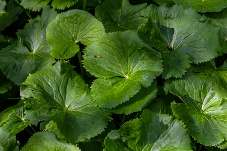 textured leaves and pink inflorescence of Petasites pyrenaicus plant.