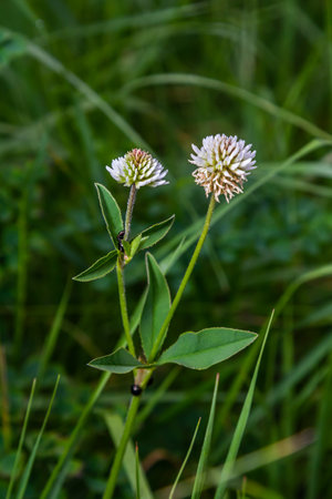 Trifolium montanum, mountain clover meadow in summer. Soft focus.
