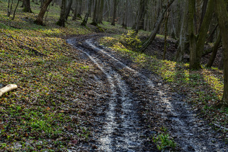 A winding dirt path cuts through a tranquil forest, surrounded by trees, with vibrant green grass and scattered leaves illuminated by morning light.の写真素材