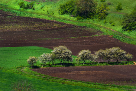 Plush green fields mix with brown earth in this rural landscape, featuring blossoming trees that line a winding path under the bright spring sun.の写真素材