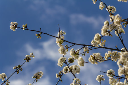 Delicate white flowers bloom on branches, creating a beautiful contrast against a bright blue sky...