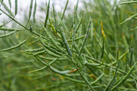 Slender branches display an abundance of green pods, indicating a thriving plant life in a rich, verdant garden on a sunny day with clear skies.の写真素材