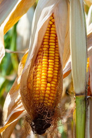 Corn cobs in corn farming fields during the harvest season can be used for roasted corn or staple...