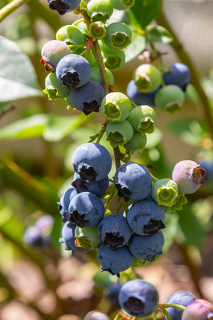 A vibrant blue huckleberry bush displaying clusters of ripening blueberries in a well-tended garden.の写真素材