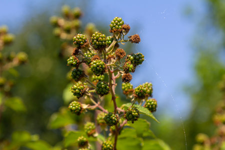 Unripe Blackberries closeup with a blurry green background.