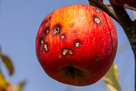 Bright red apple hangs from tree branch, displaying dark spots that indicate a disease, against a backdrop of clear blue sky on a sunny autumn afternoon.の写真素材