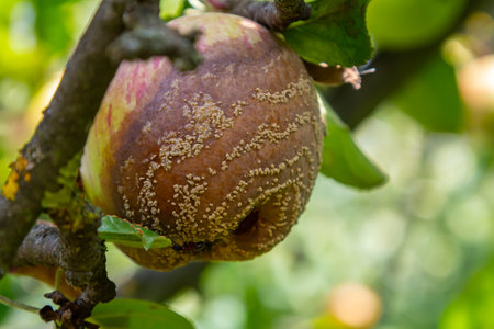 An apple with visible fungal growth hangs from a tree branch, indicating an infection. The surrounding leaves are vibrant green, showcasing late summer orchard conditions.の写真素材