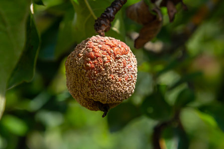 A fruit displaying a textured surface covered in lichens is suspended from a branch surrounded by...