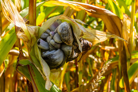 An ear of corn shows abnormal growths surrounded by vibrant yellow leaves, captured in a cornfield during the late summer season.の写真素材