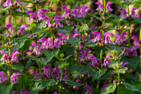 Pink flowers of spotted dead-nettle Lamium maculatum. Plants in the garden.
