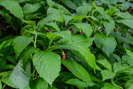 Scopolia carniolica, the European scopolia or henbane bell, is a poisonous plant belonging to the family Solanaceae.の写真素材