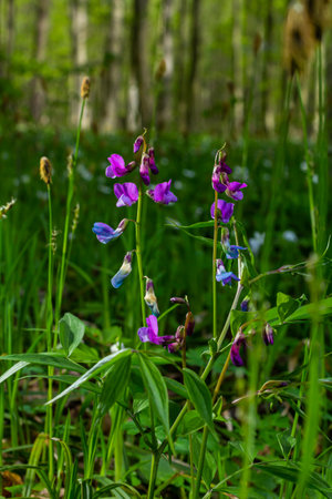 Lathyrus vernus in bloom, early spring vechling flower with blosoom and green leaves growing in forest, macro.の写真素材