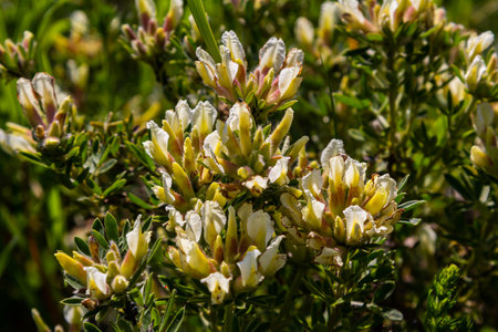 In the spring Chamaecytisus ruthenicus blooms in the wild.の写真素材