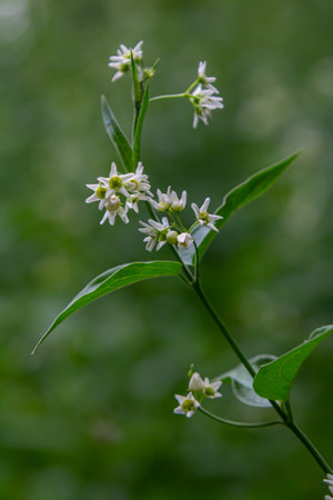 Vincetoxicum hirundinaria. Close up of white swallow wort.Vincetoxicum in the family Apocynaceae.の写真素材