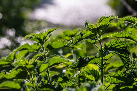 Urtica dioica or stinging nettle, in the garden. Stinging nettle, a medicinal plant that is used as a bleeding, diuretic, antipyretic, wound healing, antirheumatic agent.の写真素材