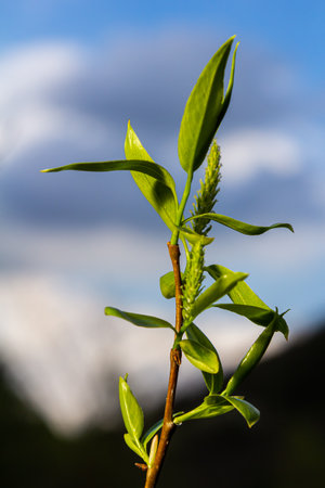 Close-up of willow catkins swaying gently in the spring breeze. The sunlight enhances their vibrant...
