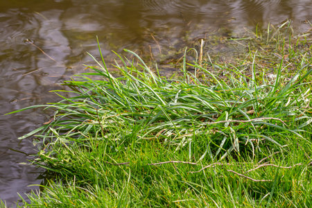 fresh green sprouts growth in a water, spring flood scene.