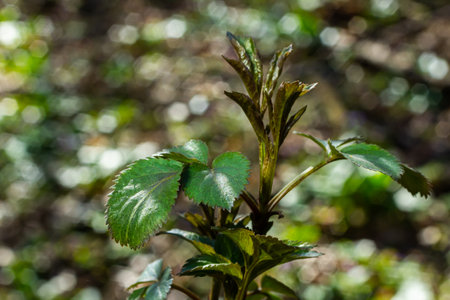 Spring young leaves on the trees against the background of a spring park. Spring landscape, trees...