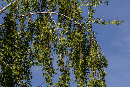 Close up view of flowering yellow catkins on a river birch tree in spring, with blue sky background.