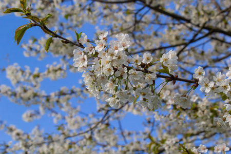 Selective focus of beautiful branches of cherry blossoms on the tree under blue sky, Beautiful...