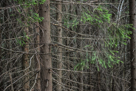 Tall trees dominate the landscape, showing vibrant green leaves and a mix of dry branches. The...