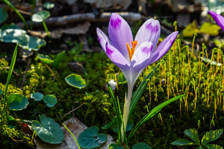 Close up detail with a Crocus heuffelianus or Crocus vernus spring giant crocus. purple flower blooming in the forest.の写真素材