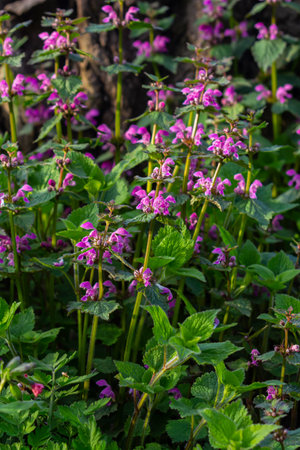 Pink flowers of spotted dead-nettle Lamium maculatum. Medicinal plants in the garden.