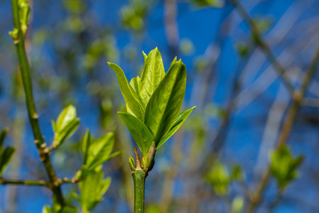 Spring young leaves on the trees against the background of a spring park. Spring landscape, trees with first leaves.の写真素材