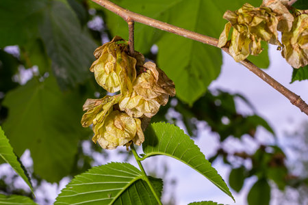 Close-up shot of the samara on the branches among green leaves in early spring.