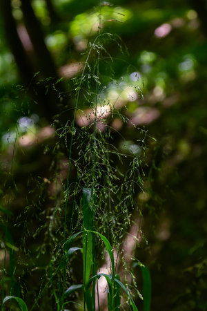 Calamagrostis arundinacea is a species of grass in the family Poaceae, native to Eurasia, China and India. closeup of grass in tropical mountains. Wild grass wallpaper. nature grass.の写真素材