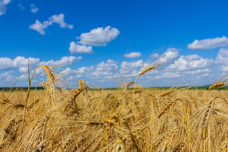 Wheat stalks sway gently in a golden field as fluffy clouds drift across a bright blue sky, creating a serene countryside atmosphere during a sunny day.の写真素材