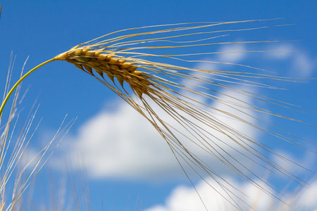 A close-up view of a golden wheat stalk bending slightly in the wind against a vibrant blue sky filled with fluffy white clouds, capturing the essence of a sunny dayの写真素材