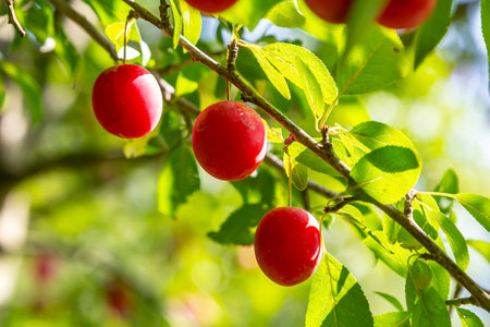 Plump red fruits hanging from a leafy branch in a sunny orchard during summer harvest seasonの写真素材