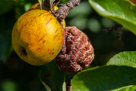 Yellow fruit surrounded by natural green foliage showing signs of decay in a close-up view on a sunny dayの写真素材