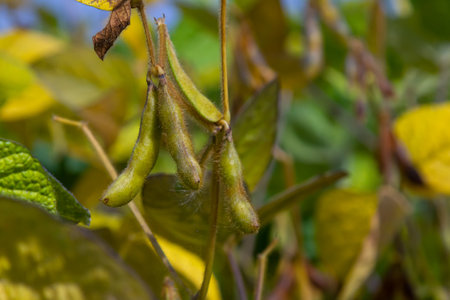 Soybean pods hanging from green plants in a field showcasing the agricultural progress during late summer in a rural settingの写真素材