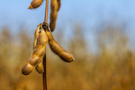 Soybean plants with mature pods in a rural field during late summer under a clear blue skyの写真素材